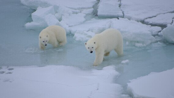 POLAR EXPERIENCE