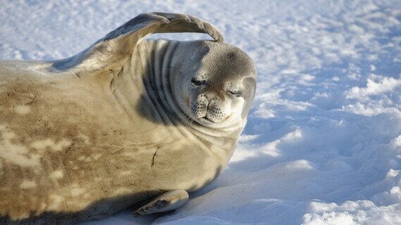 POLAR EXPERIENCE